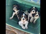 King Charles Cavalier