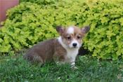 Pembroke Welsh Corgi