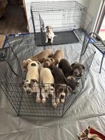 XL American Bully