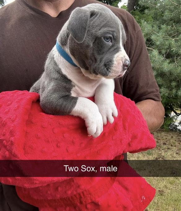 XL American Bully