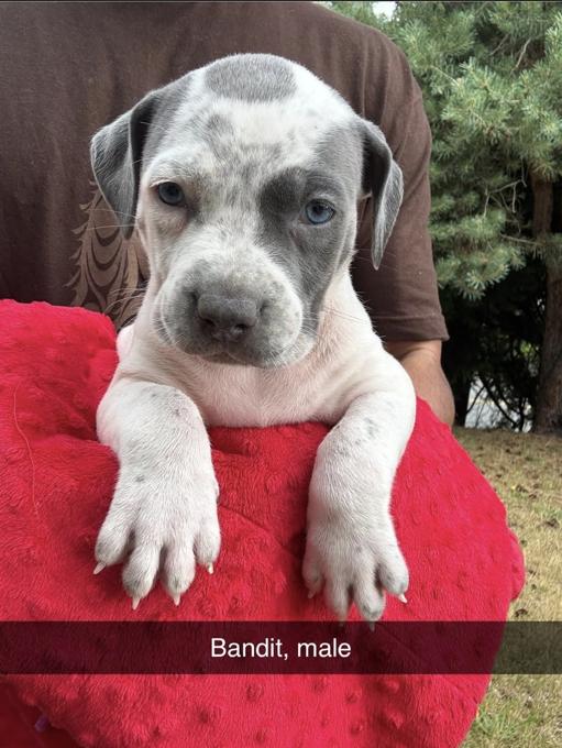 XL American Bully