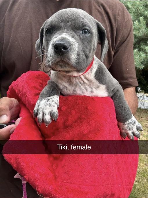 XL American Bully