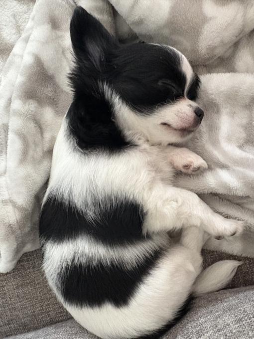 Chihuahua