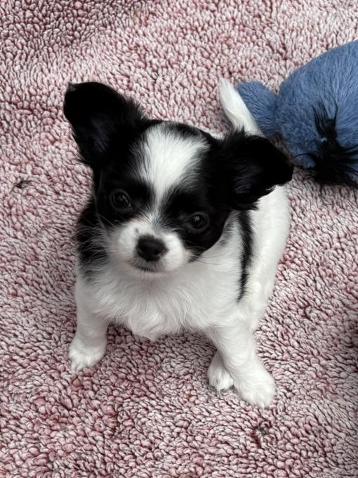 Chihuahua