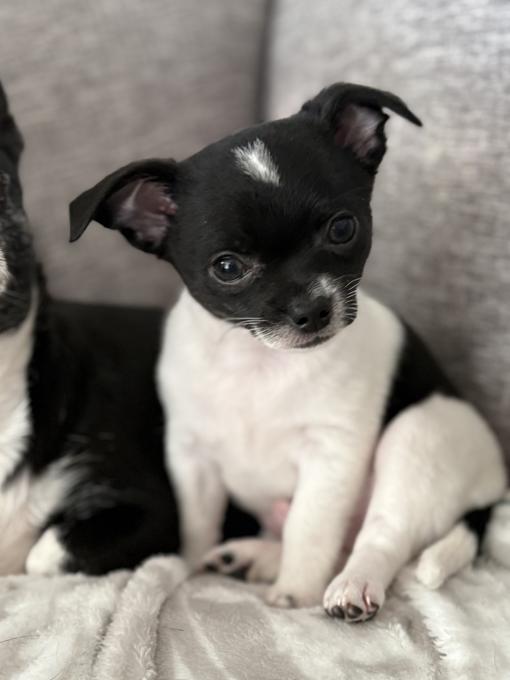 Chihuahua