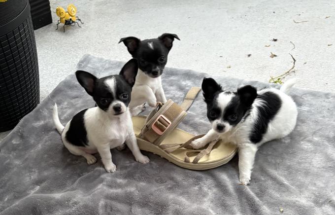 Chihuahua