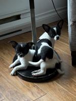 Chihuahua