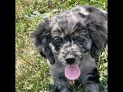 Morkie chihuahua mix