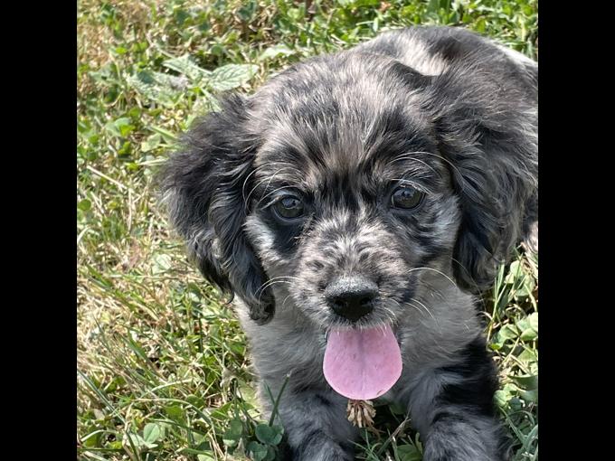 Morkie chihuahua mix