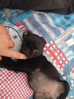 Pug