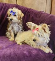 Yorkie