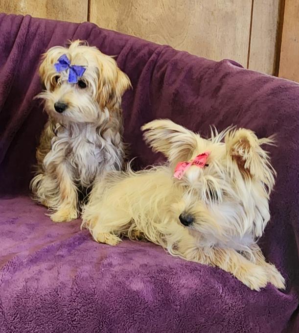 Yorkie