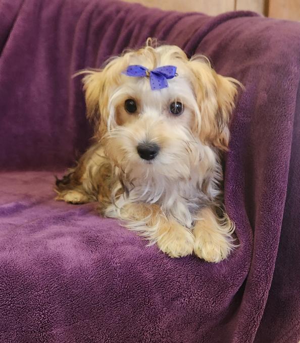 Yorkie