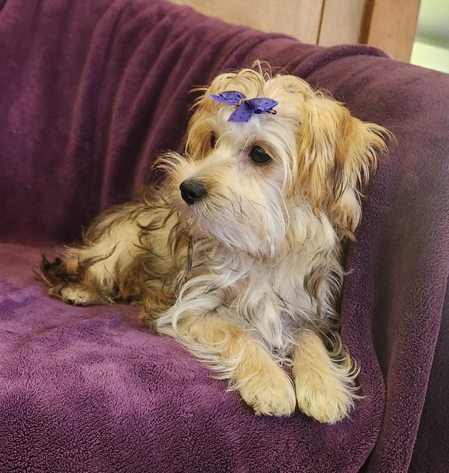 Yorkie