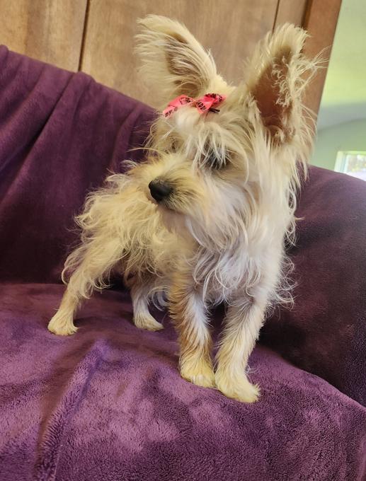 Yorkie