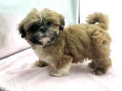 Shihtzu