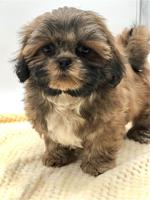 Shihtzu