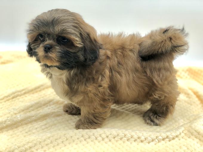 Shihtzu