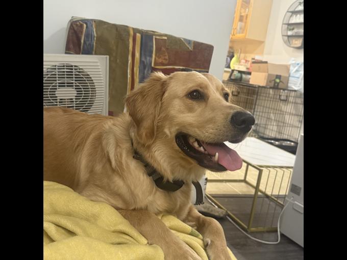 Golden retriever