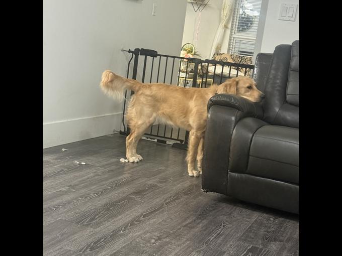 Golden retriever