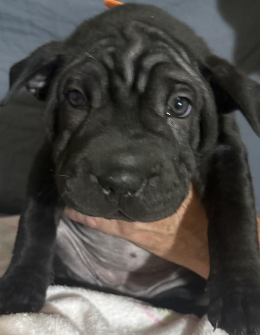 Shar Pei