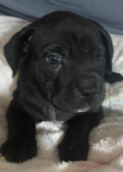Shar Pei