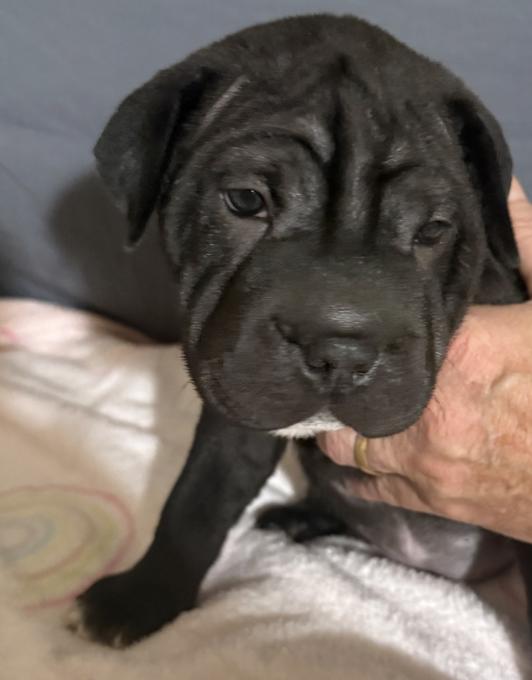 Shar Pei