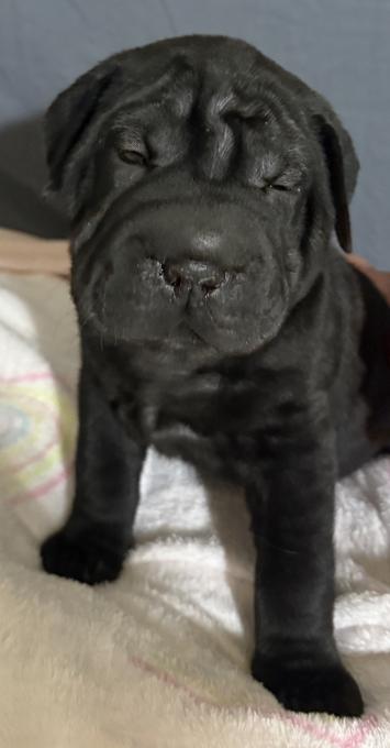 Shar Pei