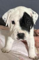 Shar Pei
