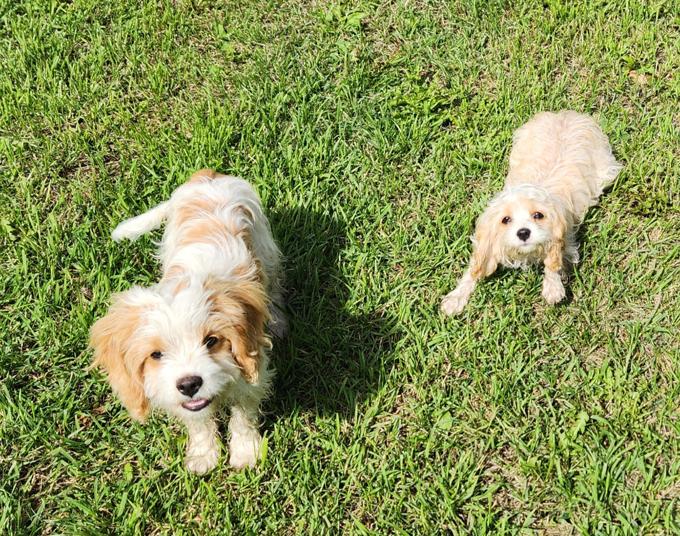 Cavapoo/Cockapoo