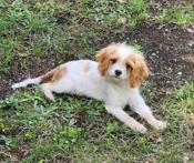 Cavapoo/Cockapoo