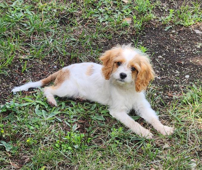 Cavapoo/Cockapoo