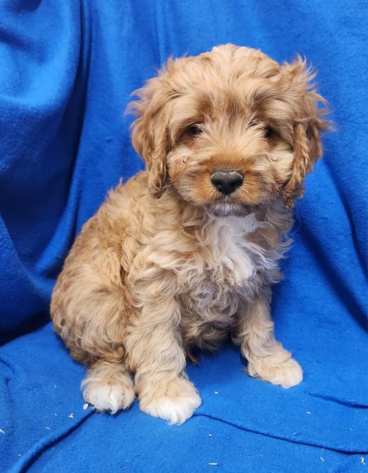 Cavapoo