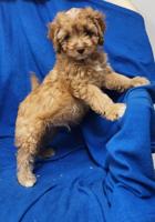 Cavapoo