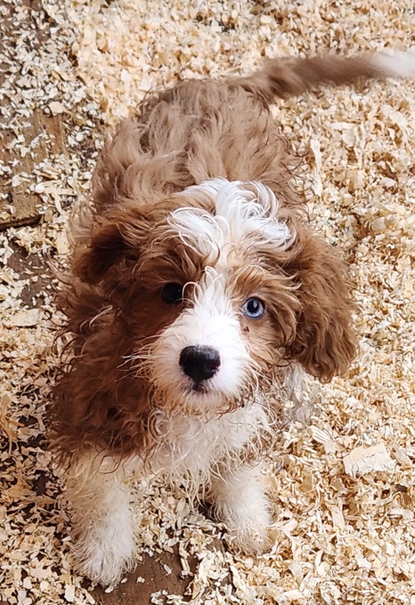 Cavapoo