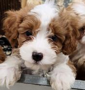 Cavapoo