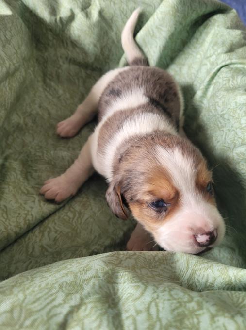 Aussie Coon Hound/Lemon Beagle