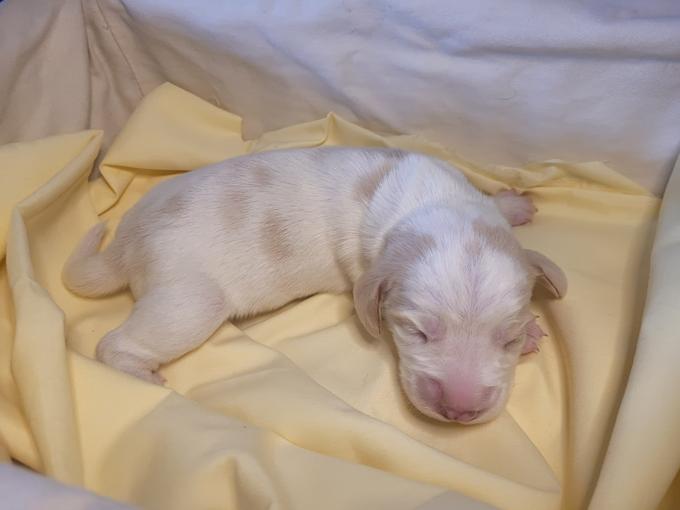 Aussie Coon Hound/Lemon Beagle