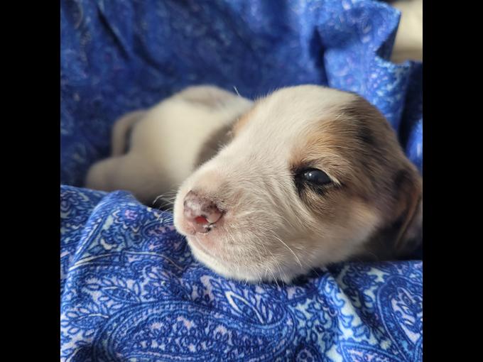 Aussie Coon Hound/Lemon Beagle