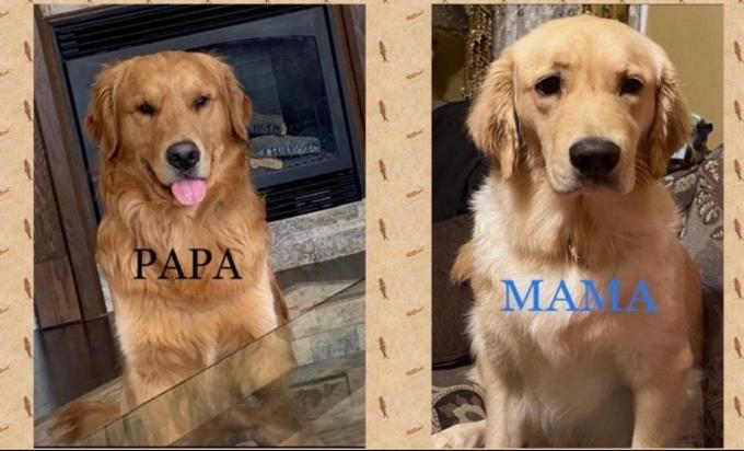 Golem retriever