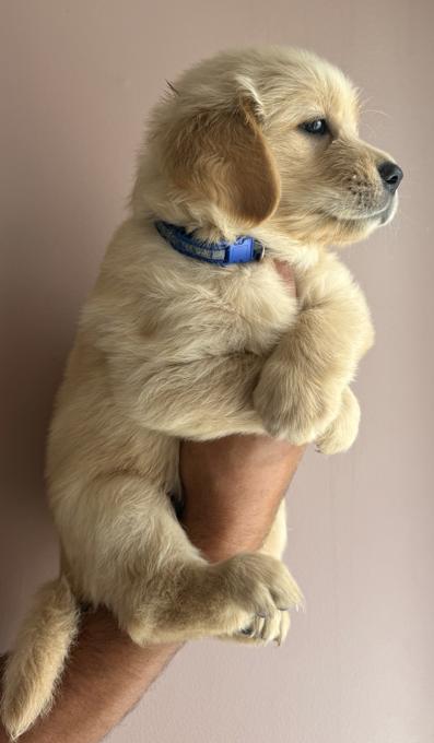 Golem retriever