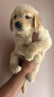 Golem retriever