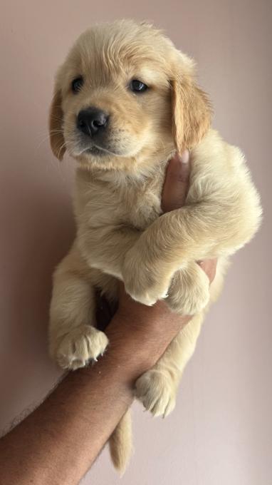Golem retriever