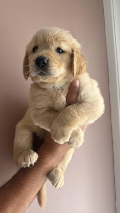 Golem retriever