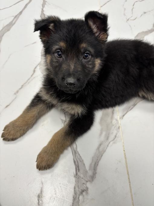 German Shepherd