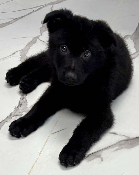 German Shepherd