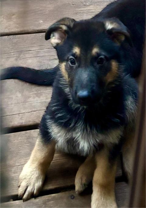 German Shepherd