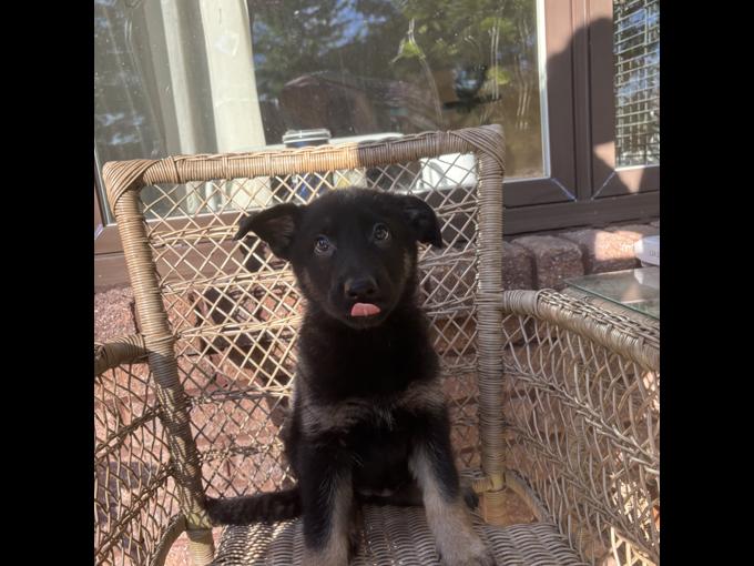 German Shepherd