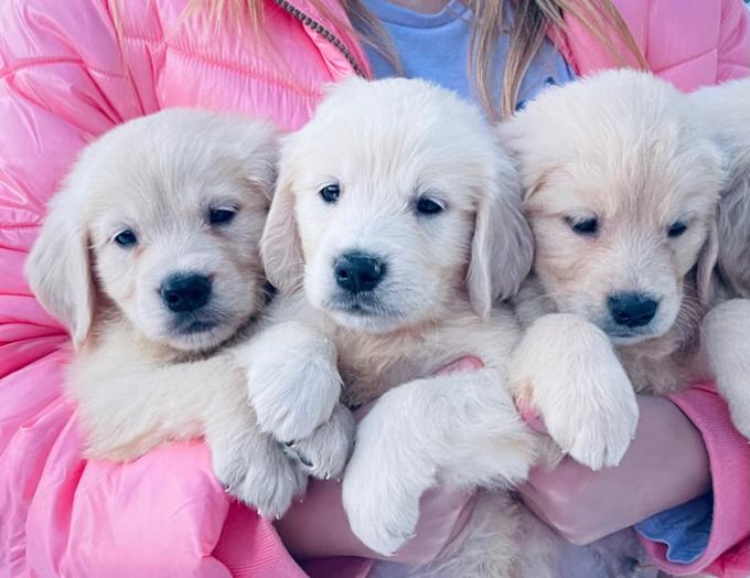 English Golden Retriever