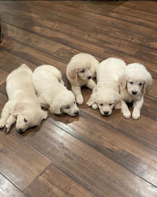English Golden Retriever